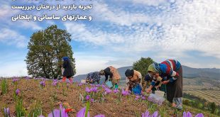 تور تجربه برداشت زعفران